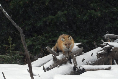 Fox Hunting in the Logs