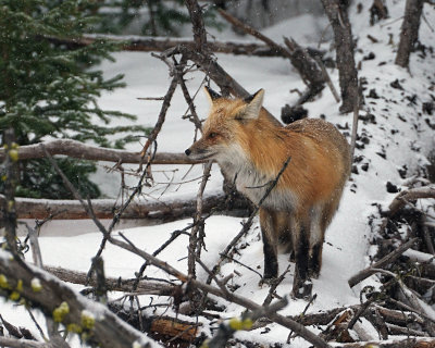 Fox in the Brush
