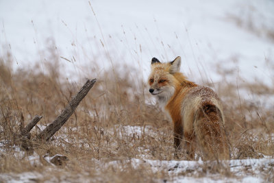 Fox in the grass