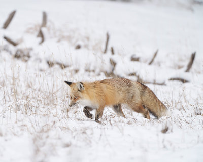 Fox in the High Grass