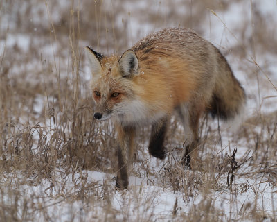 Fox in the Sage