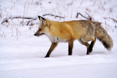 Fox in the Snow at Elephant Back