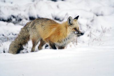Fox in the Snow Near Lake