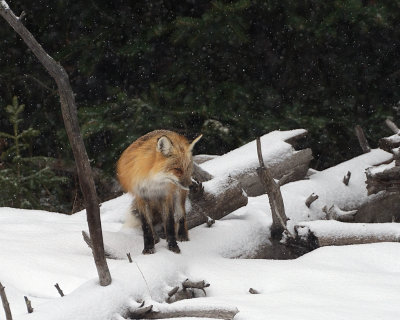 Fox in the snowstorm