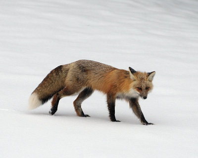 Fox in the storm
