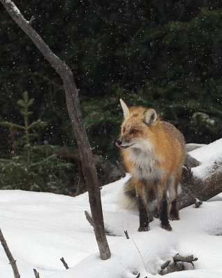 Fox Licking Her Lips