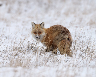 Fox Looking Back