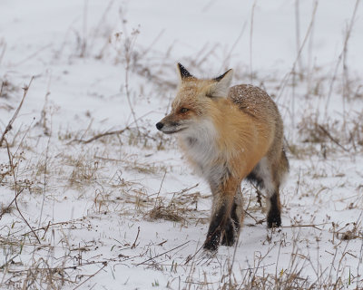 Fox Looking Left