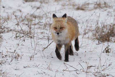 Fox Low to the Ground