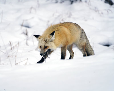 Fox Meal to Go