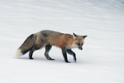 Fox on the Snow