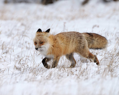 Fox Stalking