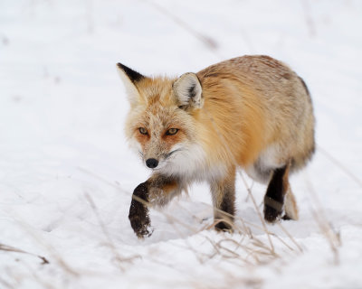Fox Stepping