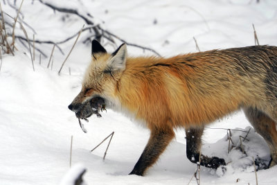 Fox with a Catch