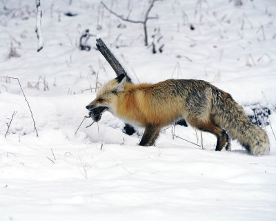 Fox with a Meal