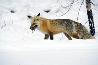 Fox with a Vole