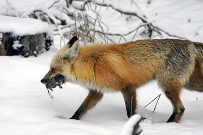 Fox with Vole