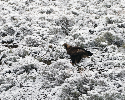 Golden Eagle in the Snow