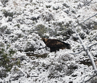 Golden Eagle on the Hillside