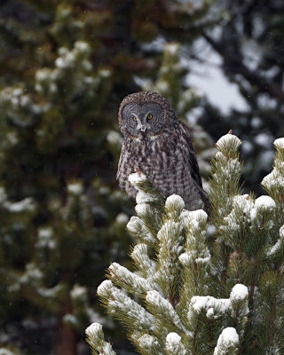 Great Grey Owl in the Snow