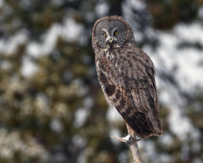 Great Grey Owl on a Snag in the Snow