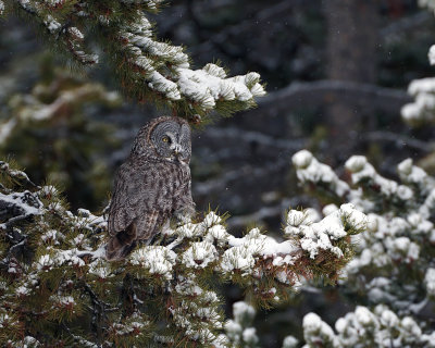 Great Grey Owl on a Snowy Branch