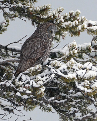 Great Grey Owl Searching for Prey