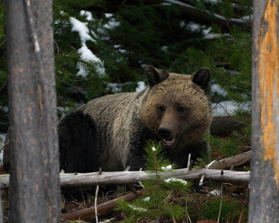Grizzly Bear Framed by Trees