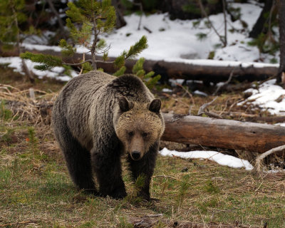 Grizzly Bear In the Deadfall