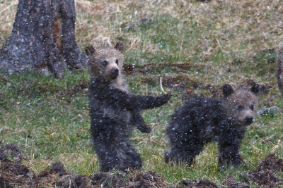Grizzly Cubs in the Snowstorm