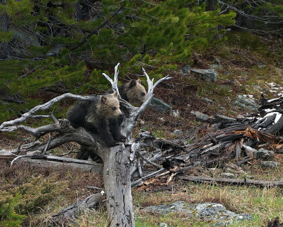 Grizzly Cubs on a Dead Tree