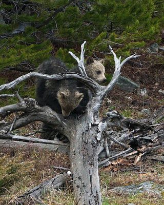 Grizzly Cubs Playing on the Dead Tree