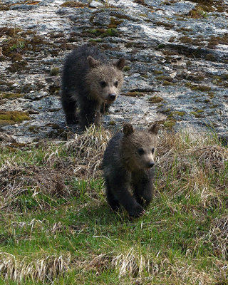 Grizzly Cubs Running Down the Hill