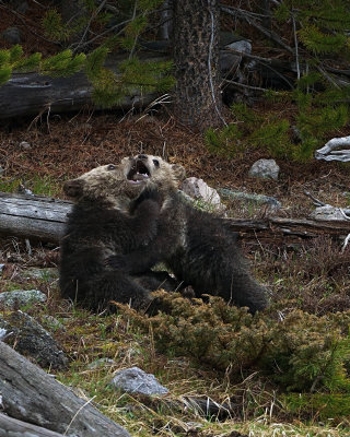 Grizzly Cubs Wrestling