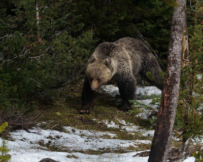 Grizzly Emerging