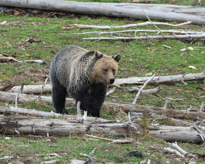 Grizzly in the Deadfall