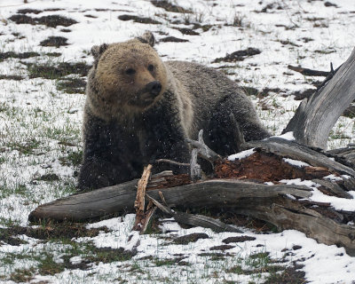 Grizzly in the Snow