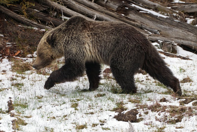 Grizzly Mosying