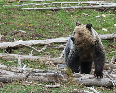 Grizzly on a Downed Tree