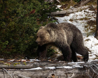 Grizzly on a Log