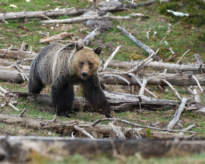 Grizzly on the Move