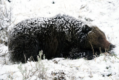 Grizzly on the Snowy Hillside