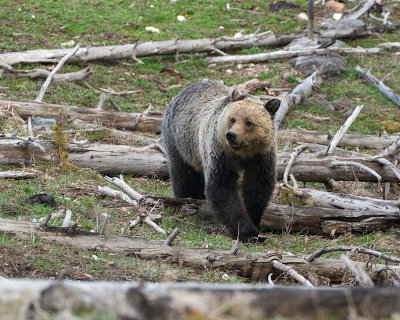Grizzly Rambling Down the Hill