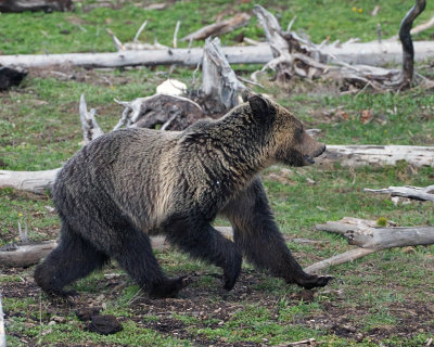 Grizzly Running