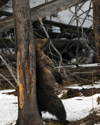 Grizzly Scratching Her Back