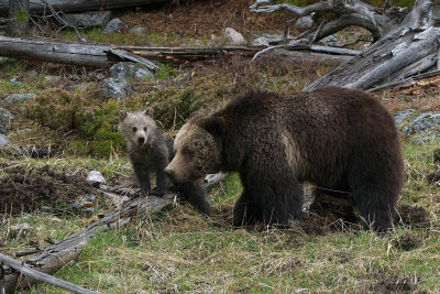 Grizzly Sow and Cub