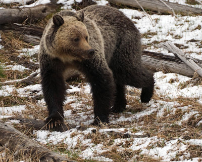 Grizzly Sow Near Roaring Mountain
