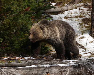 Grizzly Sow on the Log