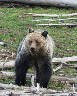 Grizzly Sow Vertical