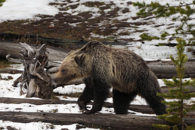 Grizzly Sow Walking a Log